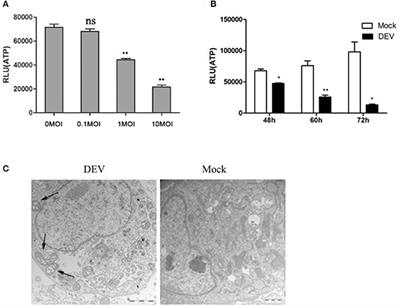 Impaired Cellular Energy Metabolism Contributes to Duck-Enteritis-Virus-Induced Autophagy via the AMPK–TSC2–MTOR Signaling Pathway